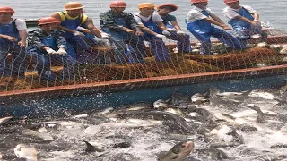 Everyone should watch this Fishermen's video - Most Satisfying Net Fishing Catching Big Fish #04