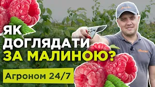 Підживлення літньої малини після збору урожаю - Агроном 24/7. Добрива для малини