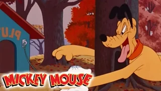 Micky Maus Kicherkracher - Kurzfilm: Kampf um jede Nuss | Disney Channel