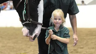 Shire Horse Promotional Video