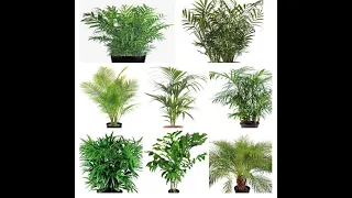 11 Popular Palm Trees for Growing Indoors | Types of Palm Trees