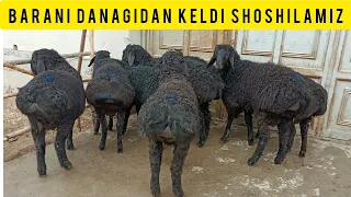 BARANI DANAGIDAN KELDI SHOSHILAMIZ SONI CHEKLANGAN