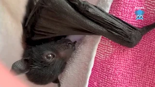 Baby flying-foxes flapping on the airer:  Baldrick and Piccolo