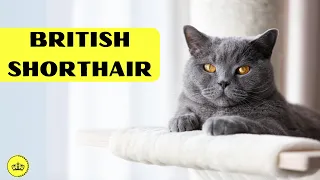 British Shorthair Cats Unraveled: History, Characteristics, and Care Tips