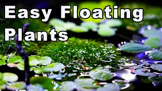 Easy Floating Plants for Your Aquarium - My Current Collection! 🌱💦🌿