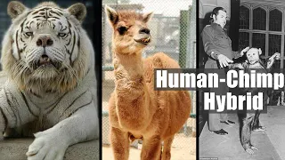 25 Bizarre, Amazing and Weird Hybrid Animals That Are Real (Part 1) | Human Chimpanzee Hybrid Story