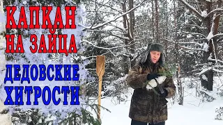 Как поставить капкан на зайца. Дедовские хитрости охоты.