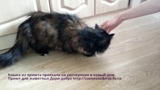 Счастливая кошка из приюта приехала на удочерение в новый дом | shelter for homeless animals