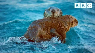 Otters band together to survive collapsing glacier ice | Spy In The Wild - BBC