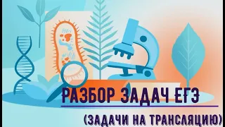 Разбор задач ЕГЭ на биосинтез белка за 15 минут