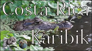 Costa Rica ~ Karibikküste ~ Tortuguero, Puerto Viejo und eine Schokotour