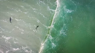 Sharks in the surf