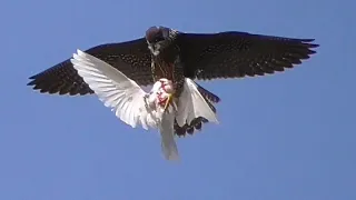 Сокол Сапсан поймал голубя и оторвал ему?Falcon Peregrine  caught a pigeon and tore it off?