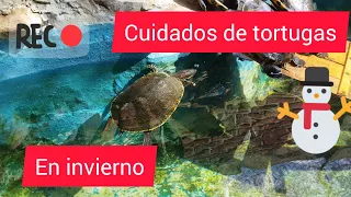 Tips para el invierno, con tortugas 🐢🙂🌵