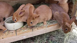 Vyčištěno a začínají přípravy na další mláďata