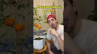 Как вырастить мандариновый вазон!?