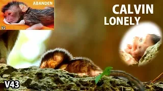 SHAKING CRY LONELY !! Poor Calvin stay far Casi abandon | Calvin cry scare lonely without mom.