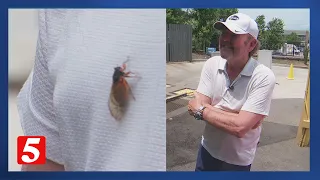 Cicadas are driving Middle Tennesseans crazy unless you own a car wash