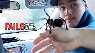 Is This Spider Poisonous? Fails Of The Week