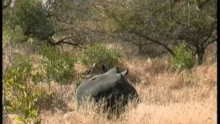 Rhino capture - South Africa Travel Channel 24