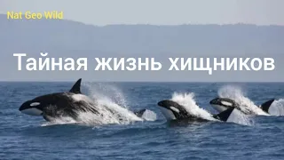 Nat Geo Wild. Тайная жизнь хищников. Океан.