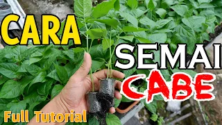 CARA MENYEMAI CABE RAWIT LENGKAP DARI 0 HINGGA SIAP TANAM