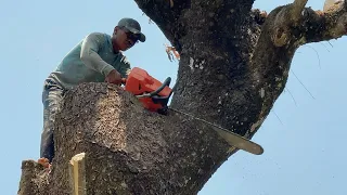 Exhausting... Cut down 2 old Trembesi trees next to the house.