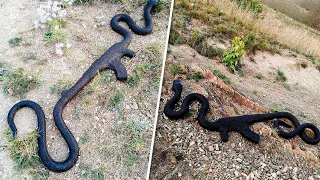 10 Craziest Things Swallowed By a Snake