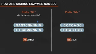 What Are Nicking Enzymes and How are They Used?