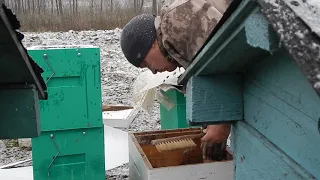 пересадка пчел зимой и кормление ФГСом