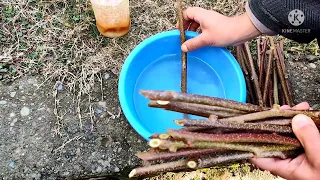 GROWING KIWI PLANTS FROM CUTTINGS IN KASHMIR ||SIMPLE #plants #life #plantation #naturevlogs