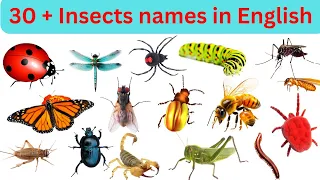 Learn Insect Names for kids in english | 30 insects names for children Learning | study