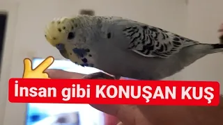 Türkiye Bu Kuşu Konuşuyor !!! Muhabbet Kuşu insan gibi Konuşuyor