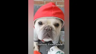 Cute Dogs Loves Covid-19 Work From Home