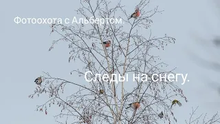 Фотоохота с Альбертом. Следы на снегу.