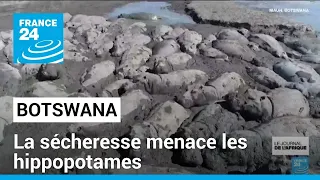 Climat : la sécheresse menace les hippopotames au Botswana • FRANCE 24