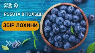 Збір лохини (борувки) - Робота в Польщі 📢 Безкоштовні Вакансії по Польщі Open Work