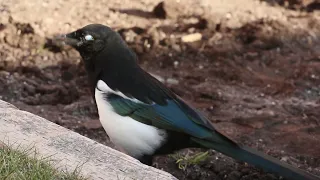 Magpie doing stone transportation