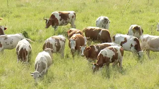 Экологически чистое молоко от коров симментальской породы получает фермер из Тамбовской области
