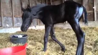 Cutest foal ever!!!