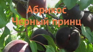 Абрикос обыкновенный Черный принц 🌿 обзор: как сажать, саженцы абрикоса Черный принц