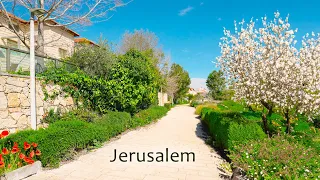 Blooming Jerusalem. The Inexpressible Beauty of the City in Spring! Mevaseret Zion