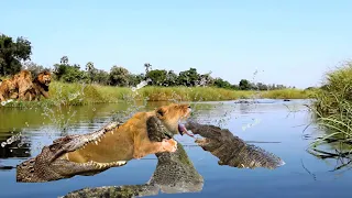 OMG !!! Male Lion Was Suddenly Attacked To Death By Mad Crocodile | Crocodile vs Lion