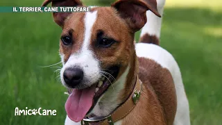 Il Terrier, cane tuttofare - Amico cane