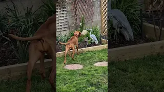 Vizsla VS Cat   #dog #dogsworld #vizsla