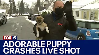 Adorable puppy crashes reporter's weather report on live TV! | FOX 5 DC