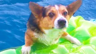 CORGI FALLS IN POOL! | FUNNY DOGS