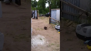 dog dancing break(собака танцует брэйк)