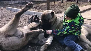 Армянские Волкодавы и Ребёнок! Артём, Гампр Ахиллес и Гампр Луна / haykakan gampr