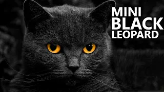 Bombay Cat - Learn ALL About Them | Cats 101